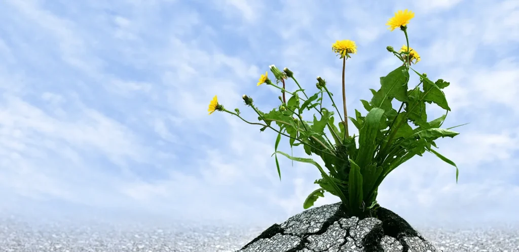 The importance of resilience for empaths in social housing featured image