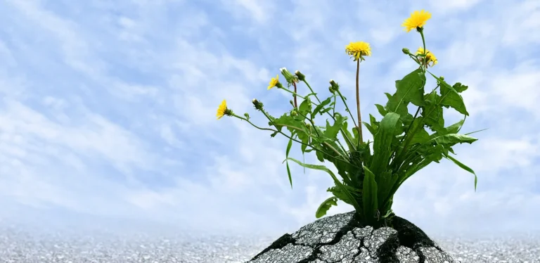 The importance of resilience for empaths in social housing featured image